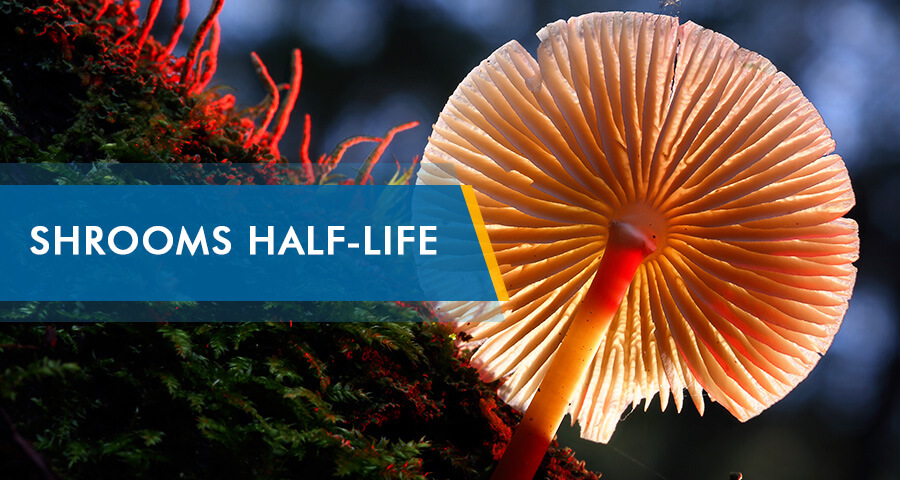 Magic Shrooms