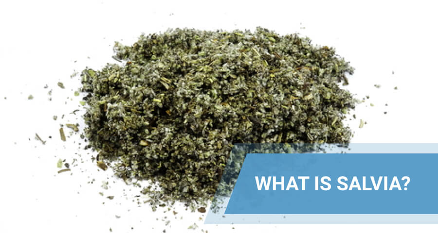 divinorum dried leaves