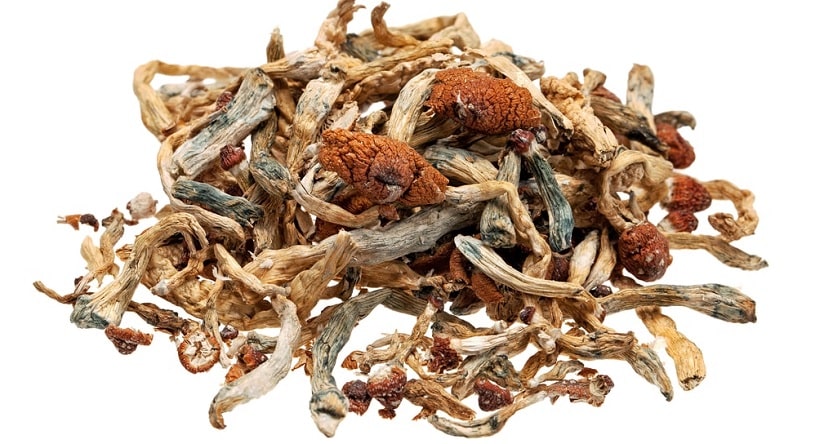 Magic mushrooms on white background.