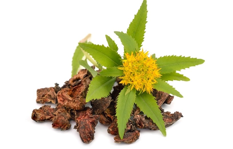 Rhodiola rosea.