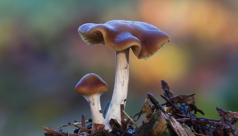 Psilocybin mushroom growing.