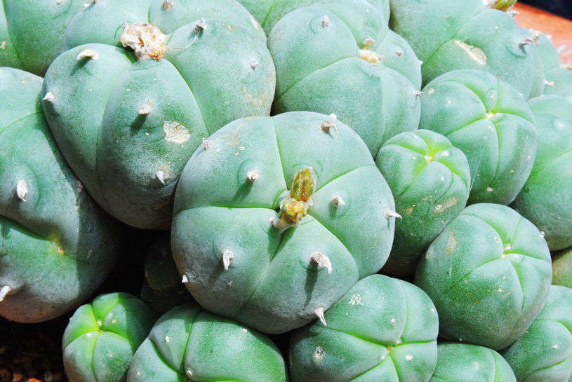 A cluster of mescaline peyote cacti.