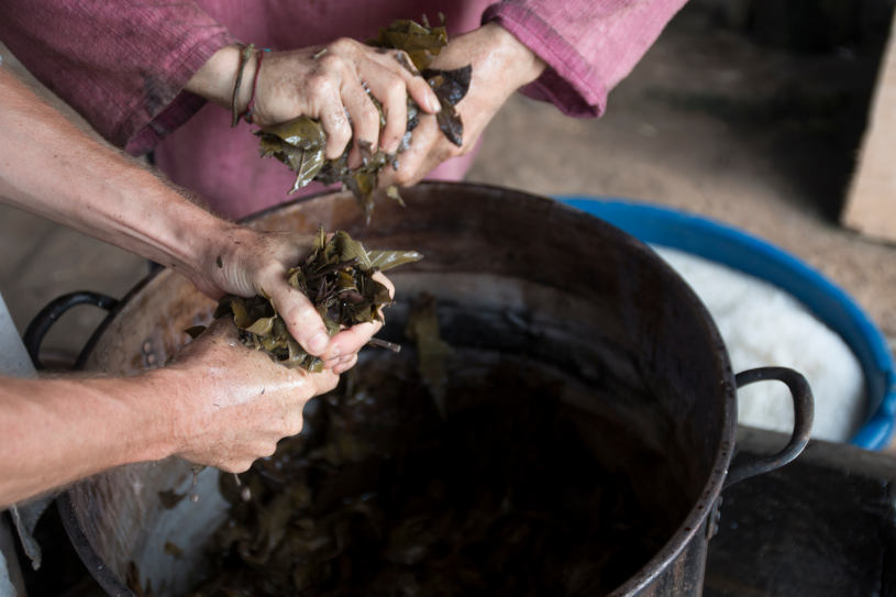Indigenous people preparing Ayahuasca tea.