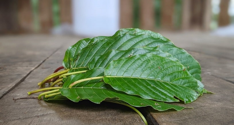 Kratom tree leaves.