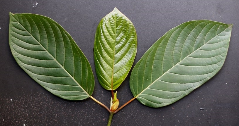 White vein Kratom leaves.