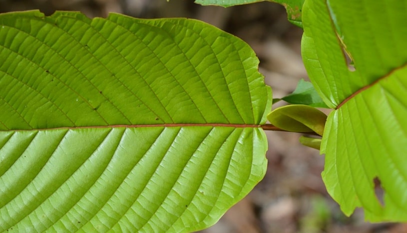 Red vein Kratpm leaf.