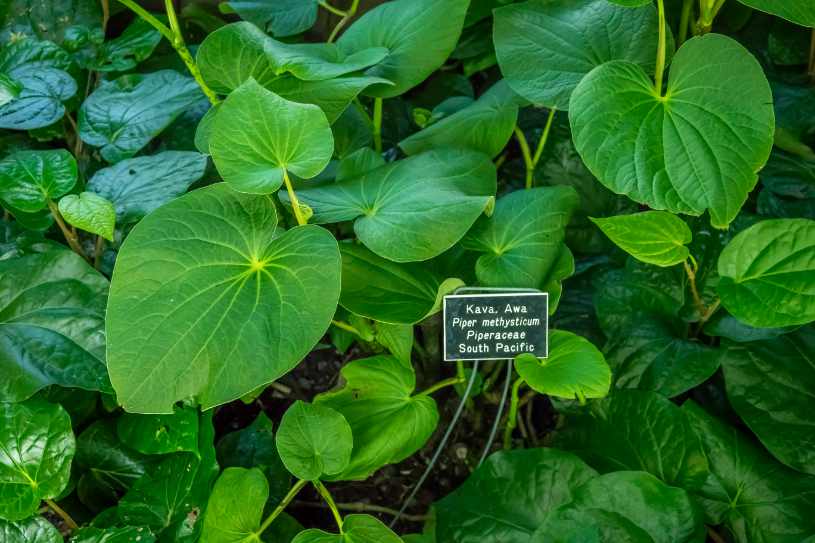 Kava plant.