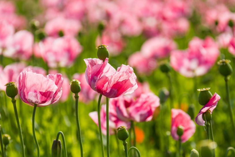 papaver somniferum flower