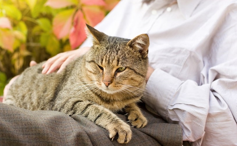 Cat sitting on the man's lap.